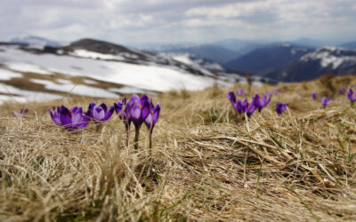 4 Things Waiting For Spring Can Teach Us About Self Improvement